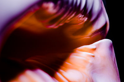 Close-up of illuminated orange flower against black background