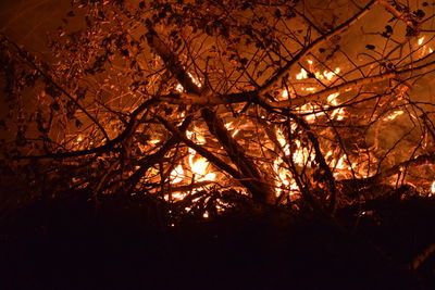 Low angle view of bare trees at night