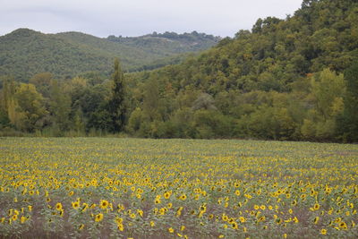 Scenic view of grassy field against trees and yellow flowers