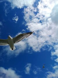 Low angle view of seagulls flying against sky