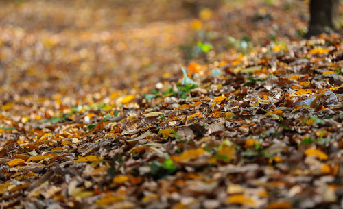 Close-up of fallen maple leaves