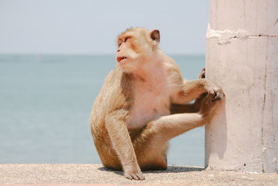 Monkey looking away while sitting on sea shore