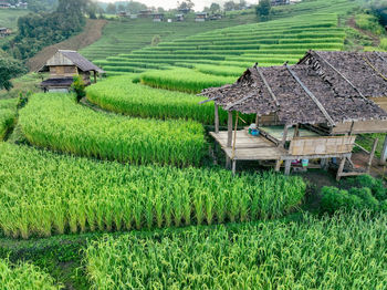 agriculture