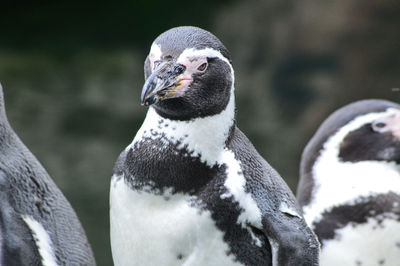 Close-up of penguin against blurred background