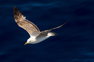 Seagulls flying over sea