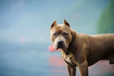 Portrait of american pit bull terrier