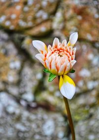 Close-up of white flower