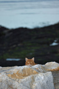 View of a cat on rock