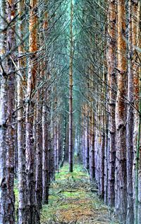 Trees in forest