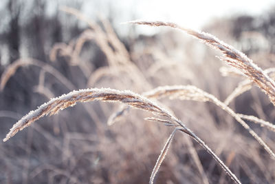 Close-up of snow on field