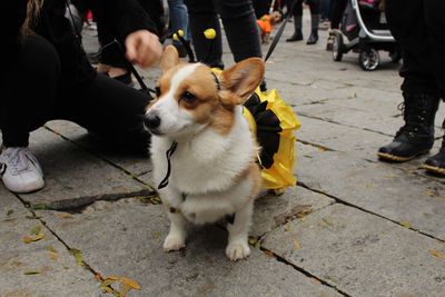 Low section of dog on street in city