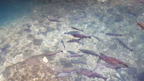 High angle view of fishes swimming in sea