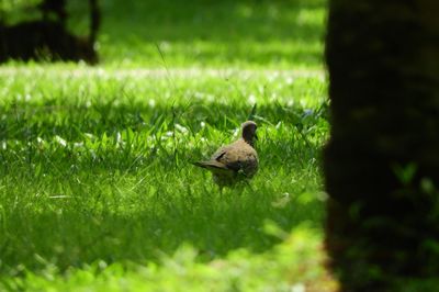 Bird perching on a field