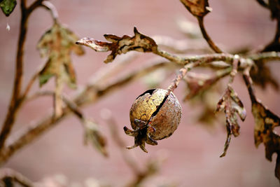 Close-up of dead plant