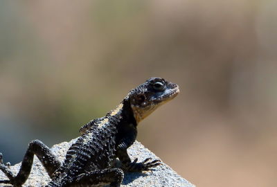 Close-up of lizard