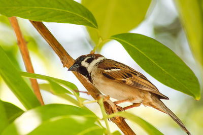 Close-up of bird perching on plant