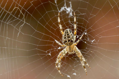 Close-up of spider on web