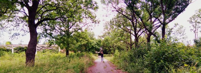 Rear view of man walking amidst trees