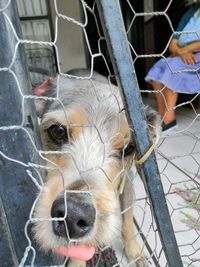 Close-up portrait of dog in cage