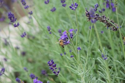 Close-up of purple flowers growing on field