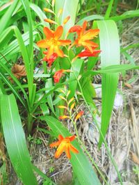 Close-up of orange flower in field