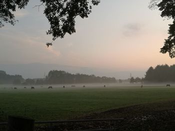 Scenic view of field against sky during sunset