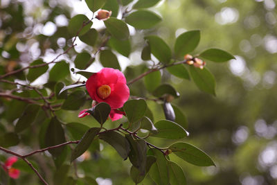 Close-up of pink flower