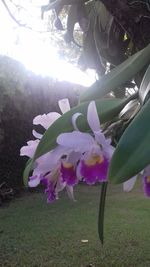 Close-up of flowers