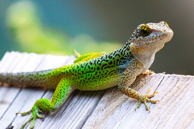 Close-up of lizard on wood