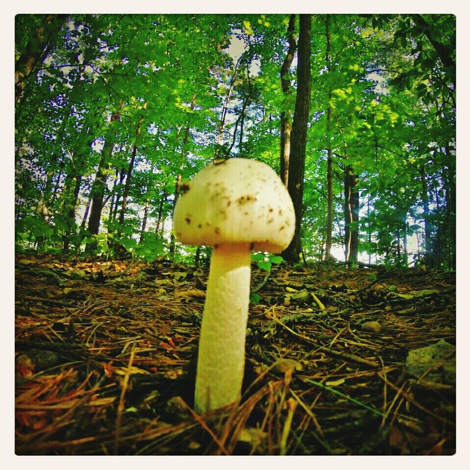 mushroom, fungus, growth, toadstool, field, nature, transfer print, close-up, growing, grass, auto post production filter, tree, green color, day, forest, freshness, tranquility, plant, beauty in nature, edible mushroom