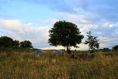 Trees on field against sky