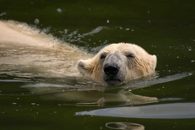 Dog swimming in water