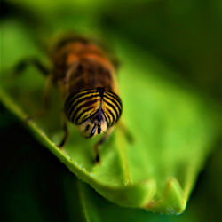 Close-up of insect on leaf