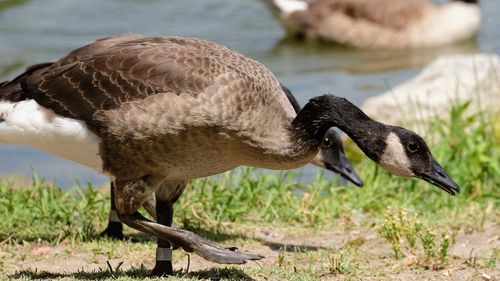 Close-up of duck