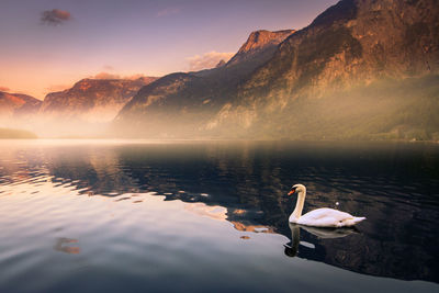 Ducks swimming in lake against mountains