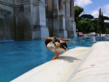 Birds perching on a building