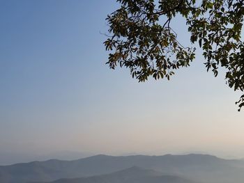 Low angle view of silhouette tree against clear sky