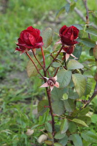 Close-up of red rose blooming outdoors