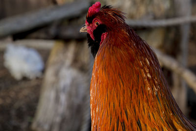 Close-up of rooster