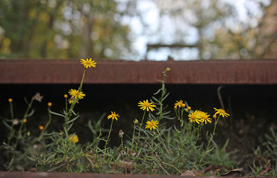 Close-up of yellow flowering plant