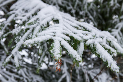 Close-up of snow covered pine tree