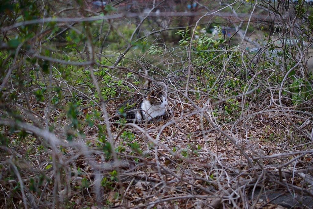 animal themes, one animal, mammal, animals in the wild, wildlife, grass, forest, plant, field, nature, relaxation, branch, no people, outdoors, day, domestic animals, domestic cat, tree, pets, growth