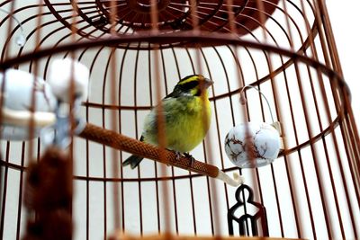 Close-up of bird perching in cage