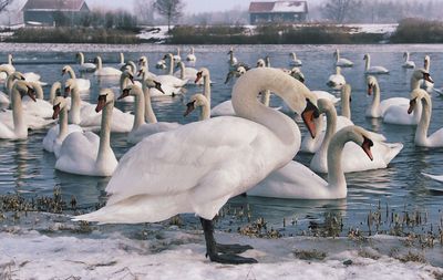 View of swans swimming in lake