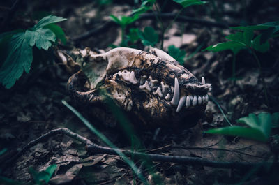 Close-up of animal skull on field