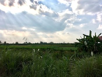 Scenic view of agricultural field against sky