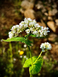 Close-up of white flowering plant