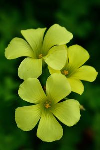 Close-up of yellow flowering plant