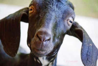 Close-up portrait of horse