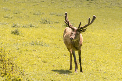 Portrait of deer standing on field